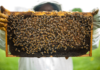 Apiculture