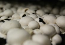 Mushroom Cultivation