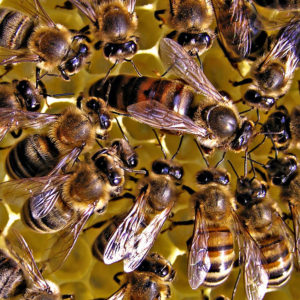 honey bee queen