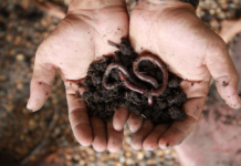 Vermiculture