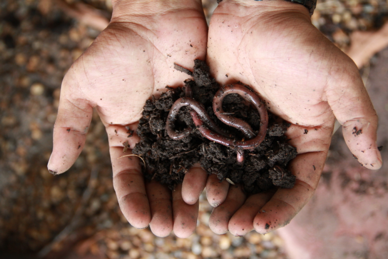 Vermiculture /and how to do it Feeds Free