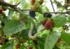 Mulberry Cultivation in Sericulture