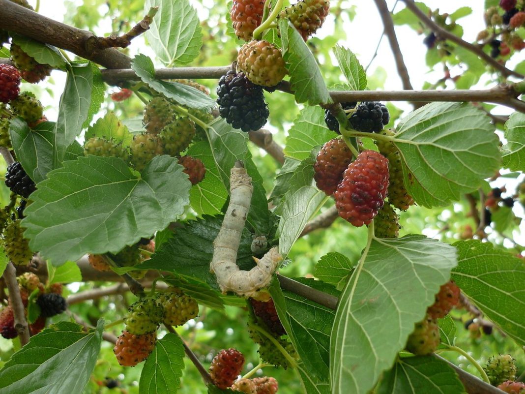 Mulberry Cultivation in Sericulture - Feeds Free