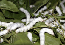 Introduction to Sericulture