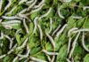 Silkworm Rearing Silkworm rearing