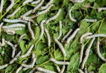 Silkworm Rearing Silkworm rearing