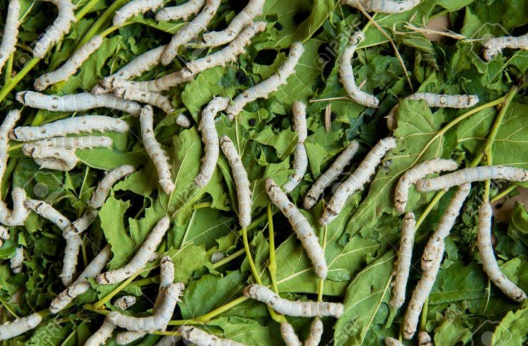 Silkworm rearing