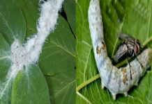 Pest and Disease management in Sericulture Disease and pest of sericulture