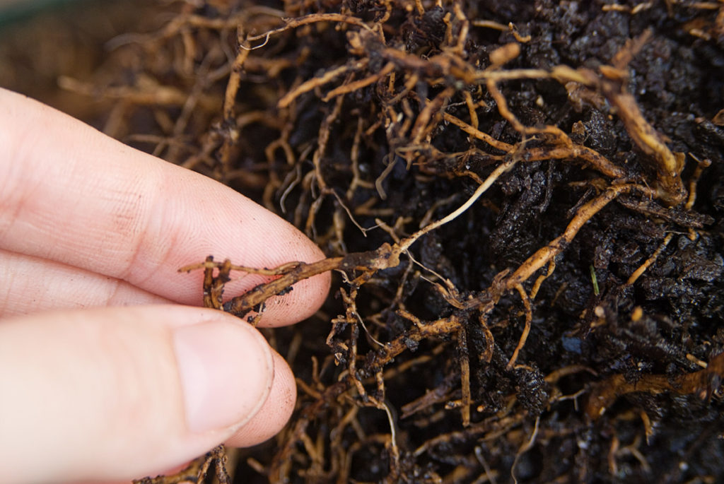 Root-rot 