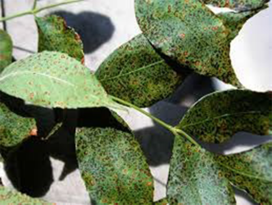 How Can I Control Pest And Disease In Sericulture