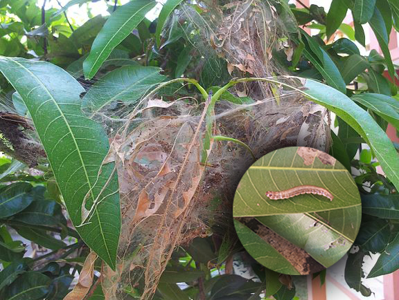 Leaf webber and affected plant 
